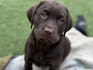 Labrador Retriever dogs for sale: Labrador Retriever Puppy 5 - Ad 4