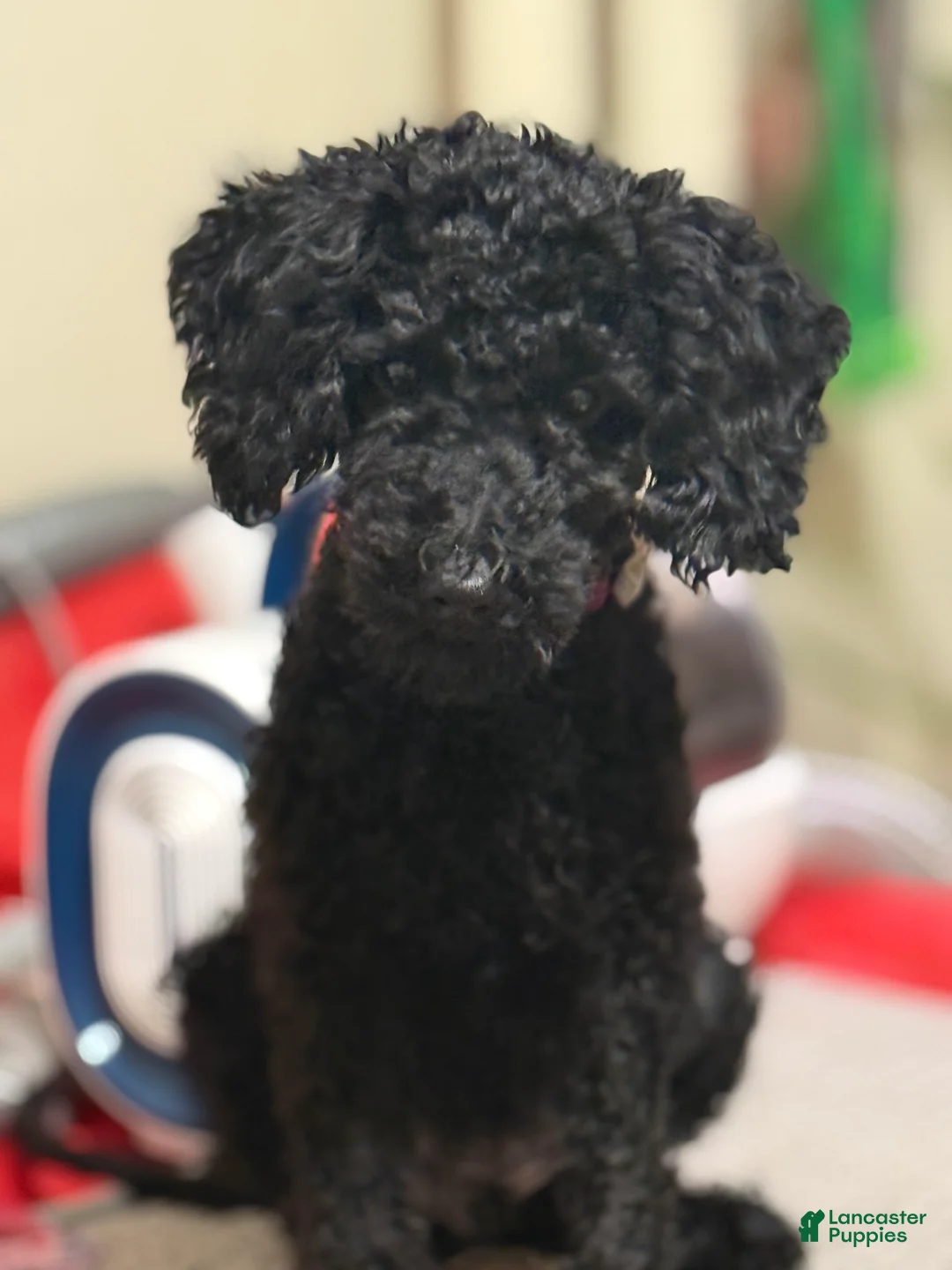 Mixed Breed dogs for sale: Mixed Breed 2 - Ad 1