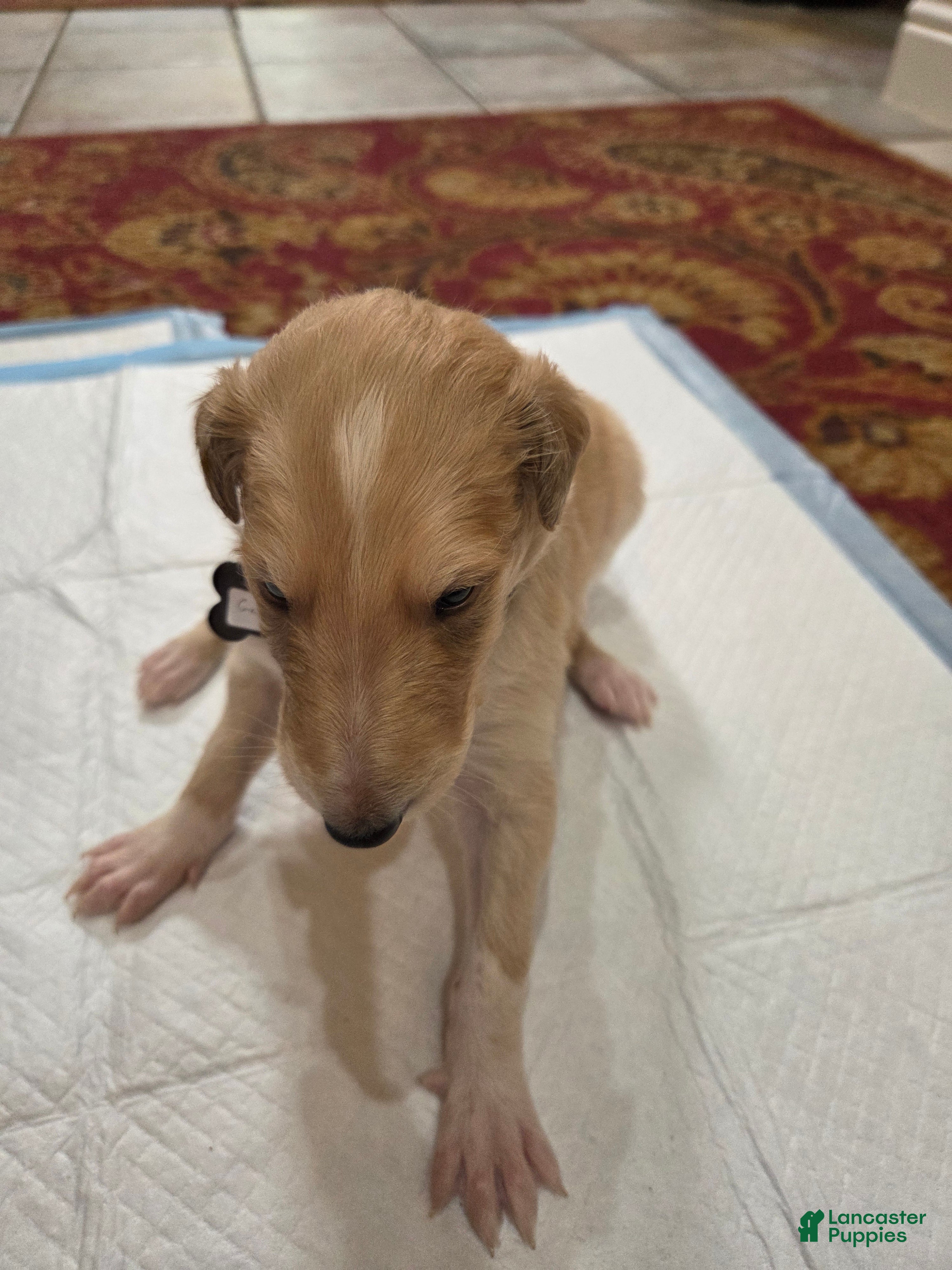 Borzoi dogs Gabriel - Ad 2