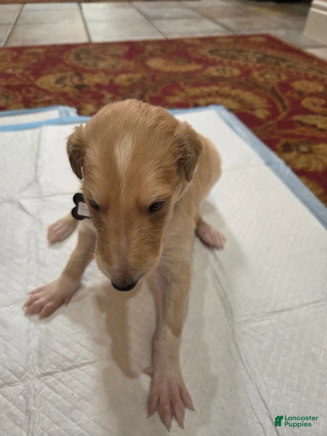 Borzoi dogs for sale: Gabriel - Ad 2