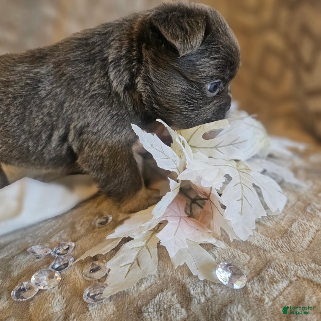 French Bulldog dogs for sale: Biscotti AKC Fluffy  - Ad 11