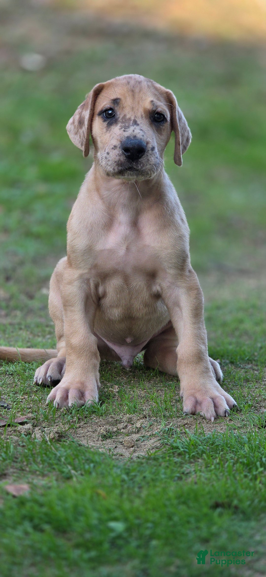 Great Dane dogs for sale: Taj - Ad 10