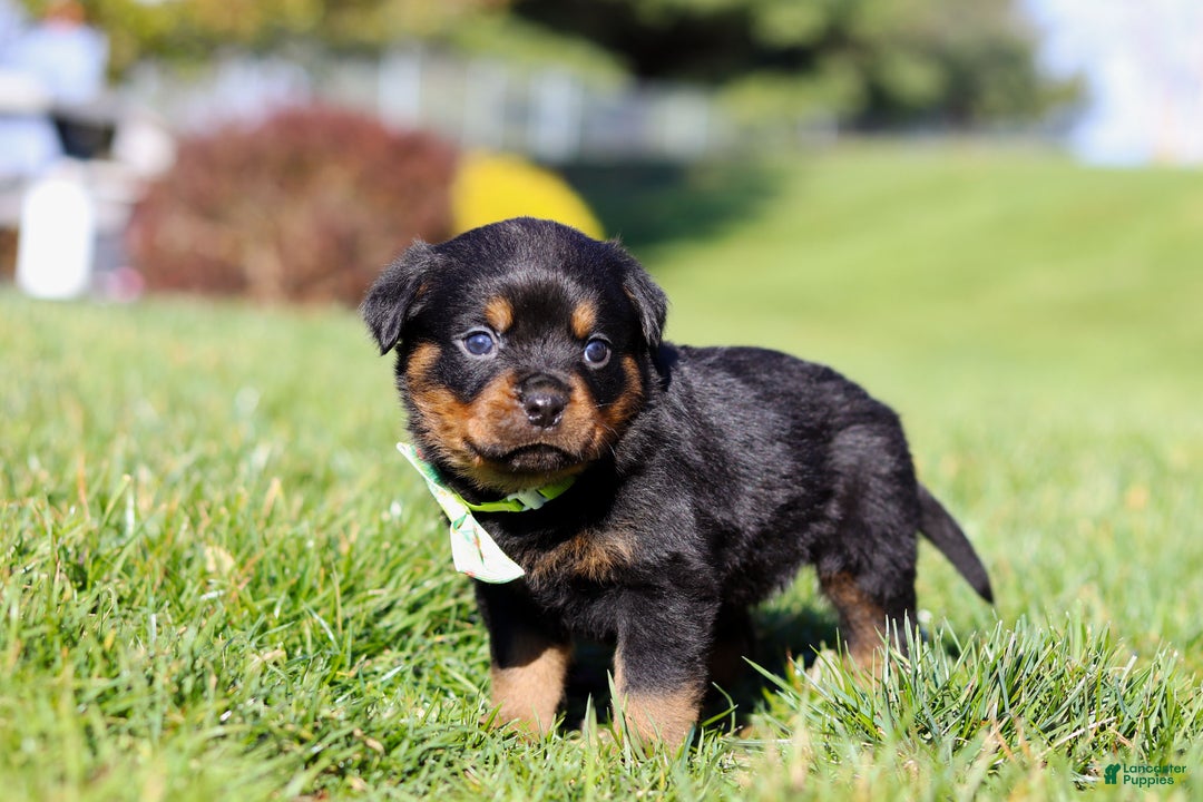 Rottweiler dogs for sale: Maverick - Ad 3