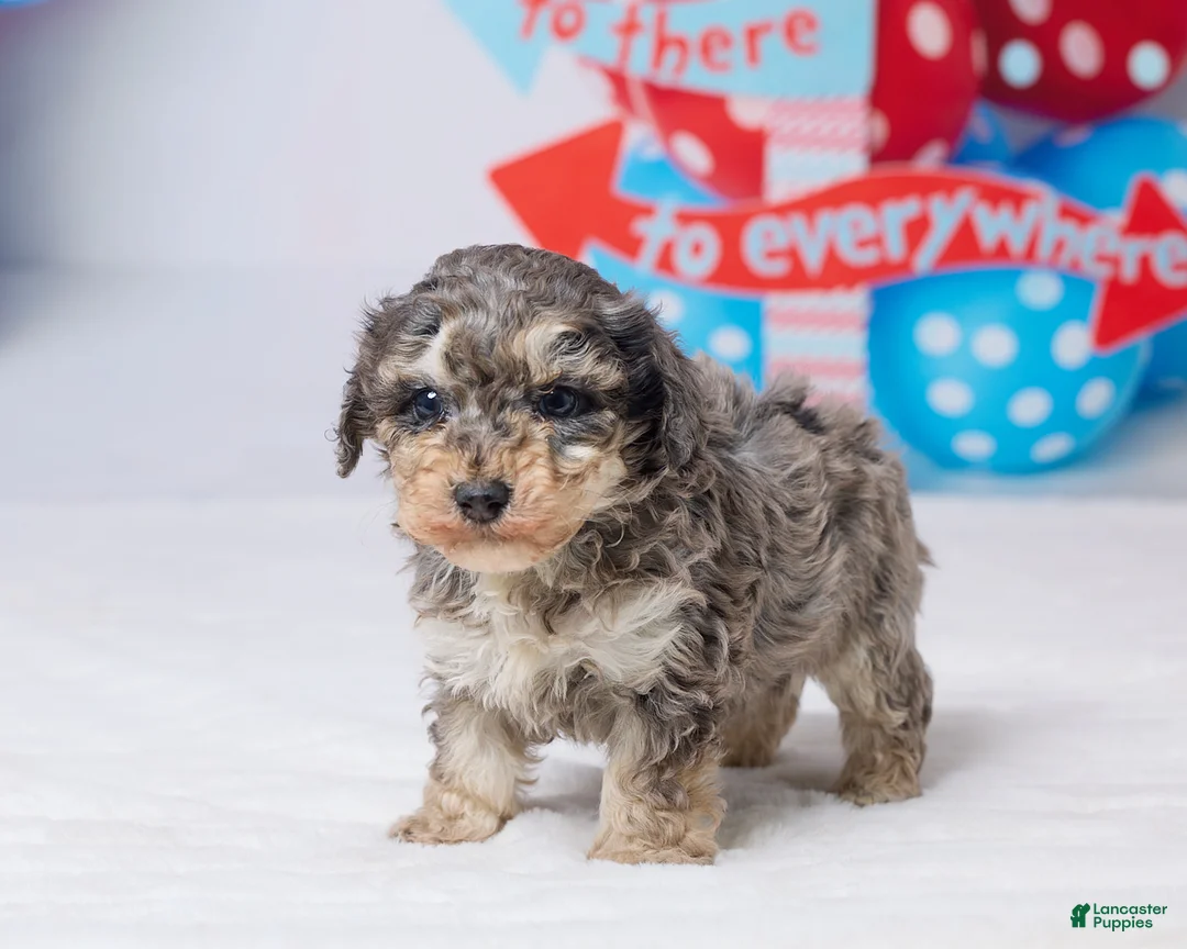 Miniature Poodle dogs for sale: Ruger - Ad 5