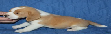 Emmitt