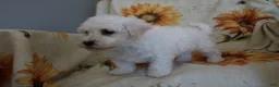 Bichon Frise dogs for sale: Barney  - Ad 6