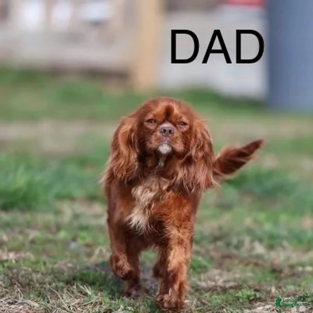 Cavalier King Charles Spaniel dogs for sale: Harley Davidson  - Ad 8
