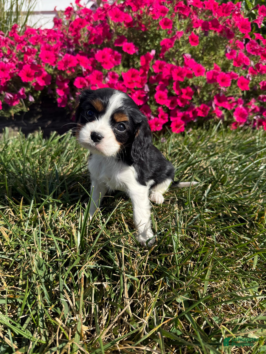 Cavalier King Charles Spaniel dogs for sale: Roscoe - Ad 20
