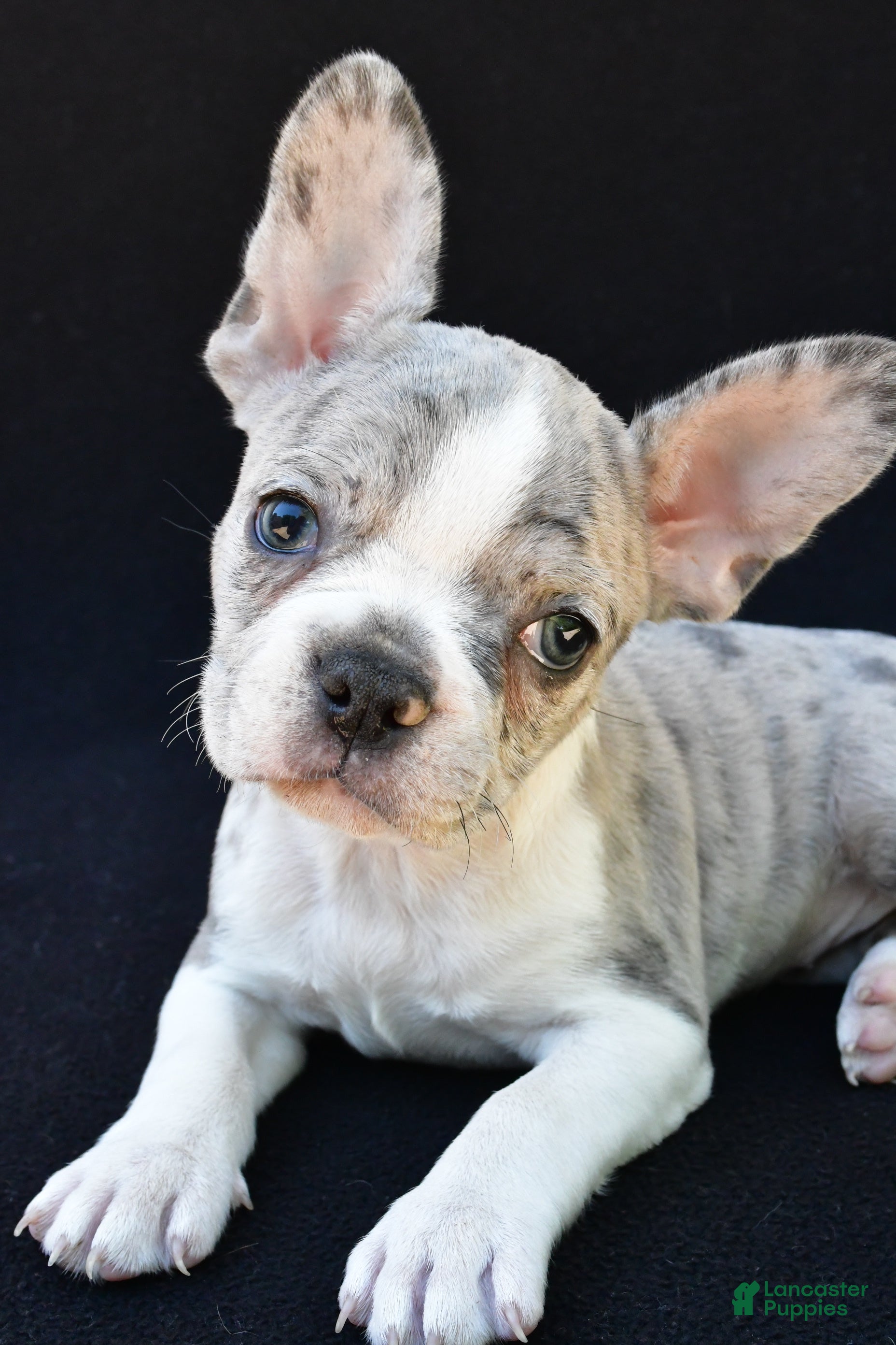 Frenchton dogs Bailey  - Ad 2
