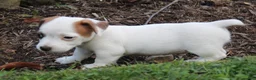 Jack Russell Terrier dogs for sale: Bandit - Ad 7