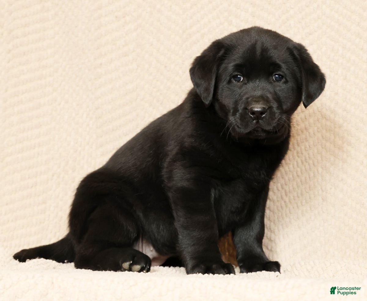 Labrador Retriever dogs Daisy - Ad 1