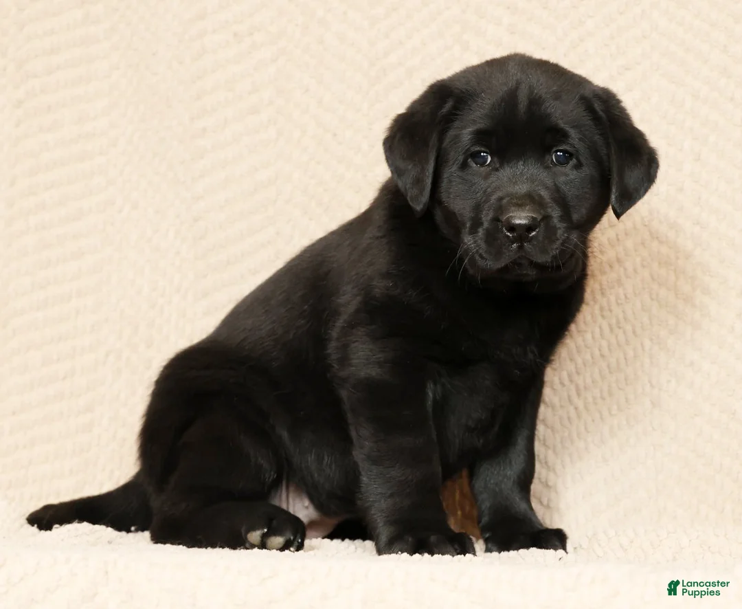 Labrador Retriever dogs for sale: Daisy - Ad 1