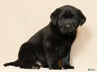 Labrador Retriever dogs for sale: Daisy - Ad 4