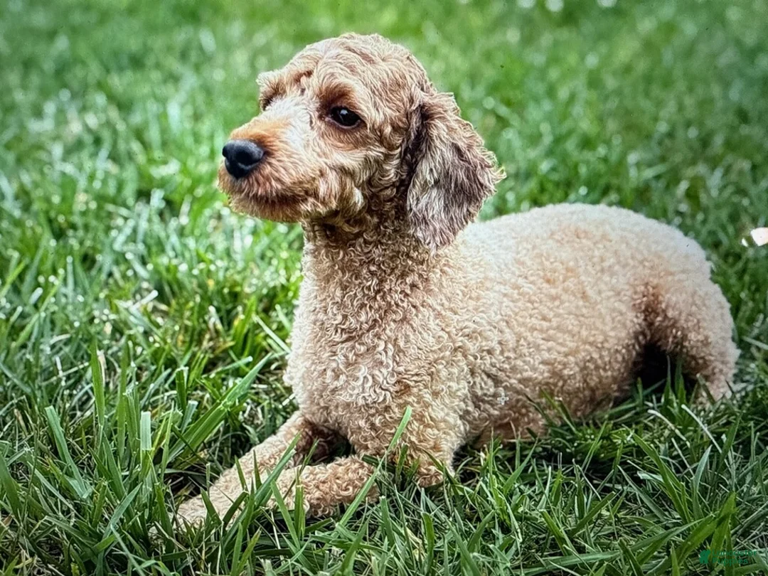 Goldendoodle dogs for sale: Emma - Ad 7