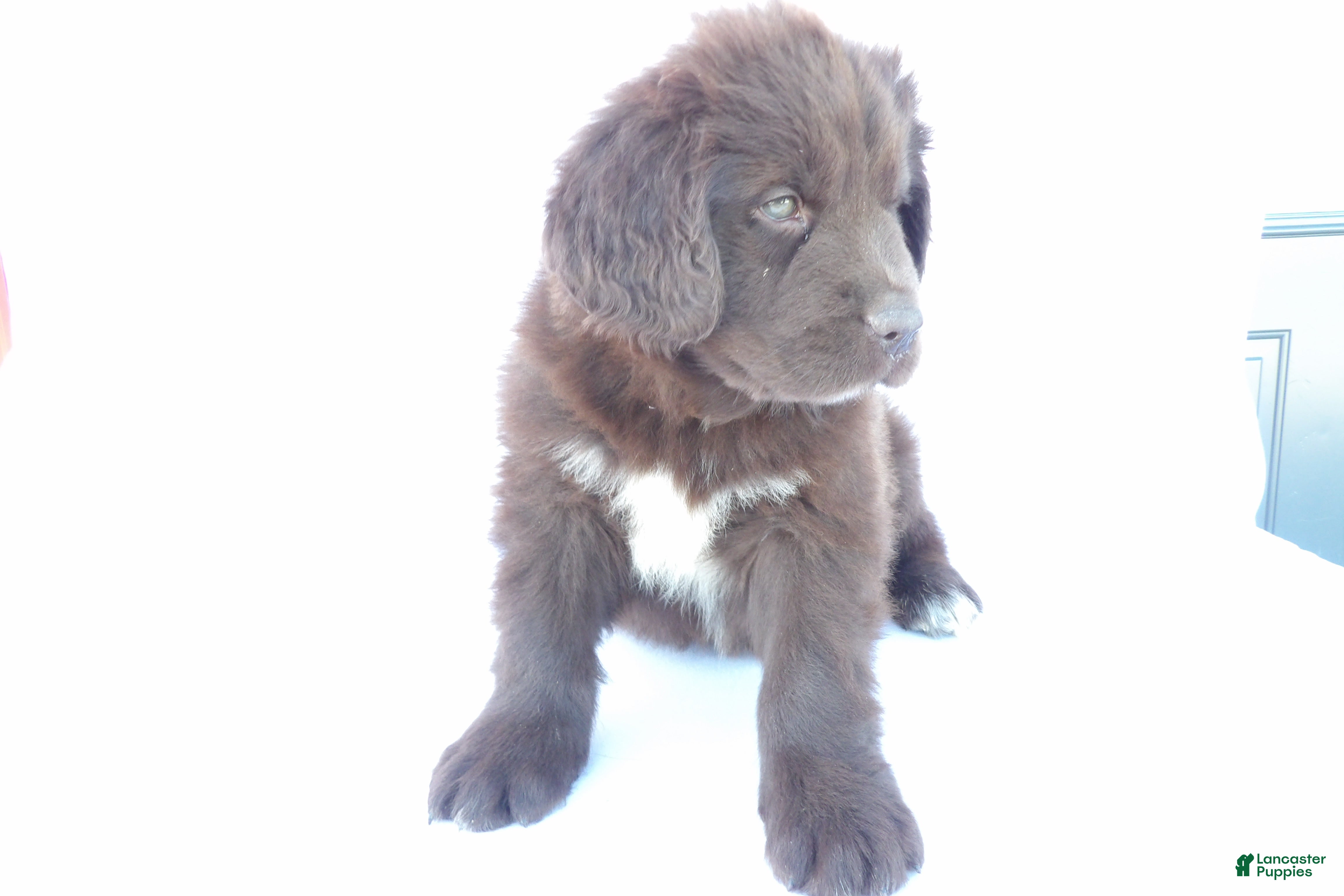 Newfoundland dogs for sale: Jill - Ad 2