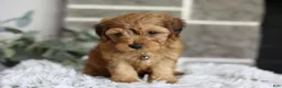 Yorkiepoo dogs for sale: Reggie - Ad 1