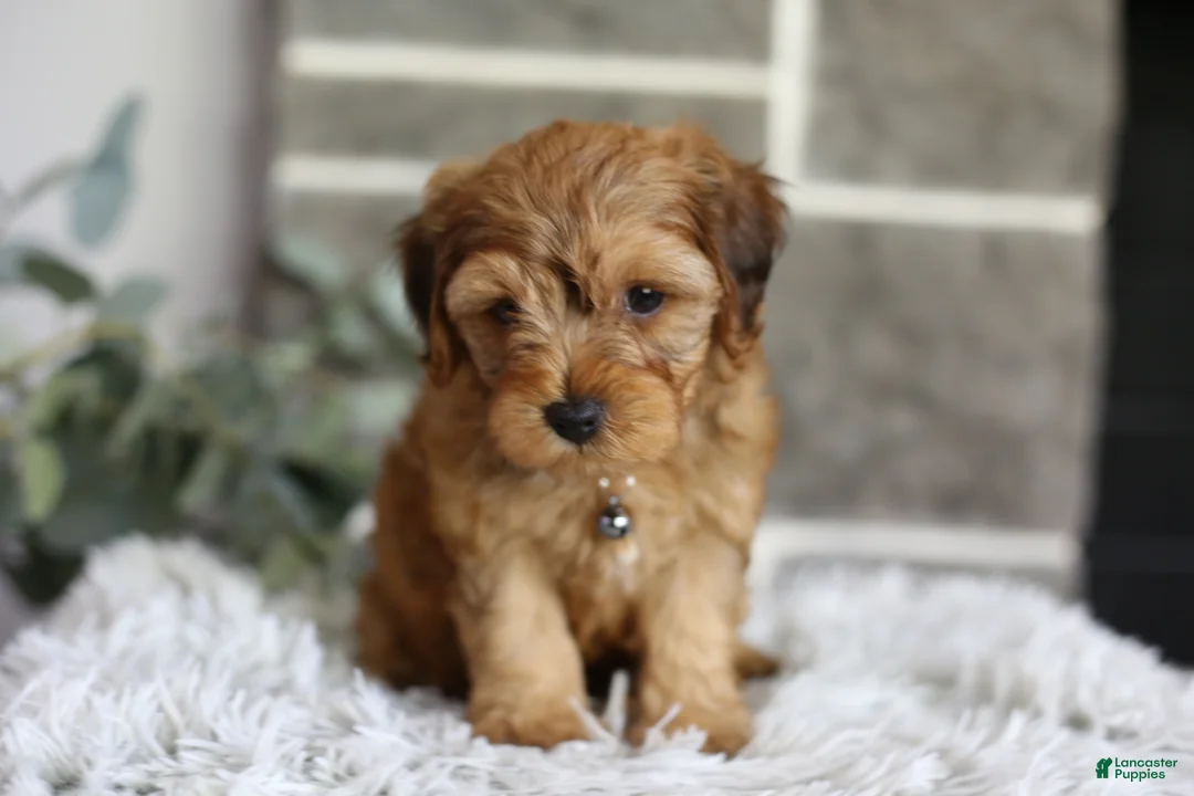 Yorkiepoo dogs for sale: Reggie - Ad 1