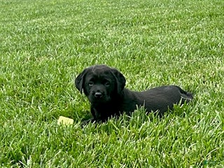 Labrador Retriever dogs - Ad 11