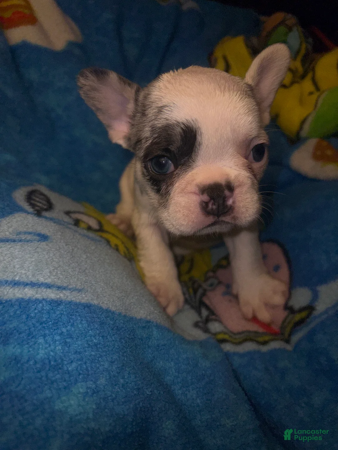 French Bulldog dogs for sale: GHOST Merle pied - Ad 2