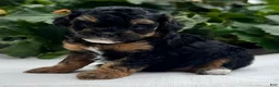 Miniature Poodle dogs for sale: Felicity - Ad 4