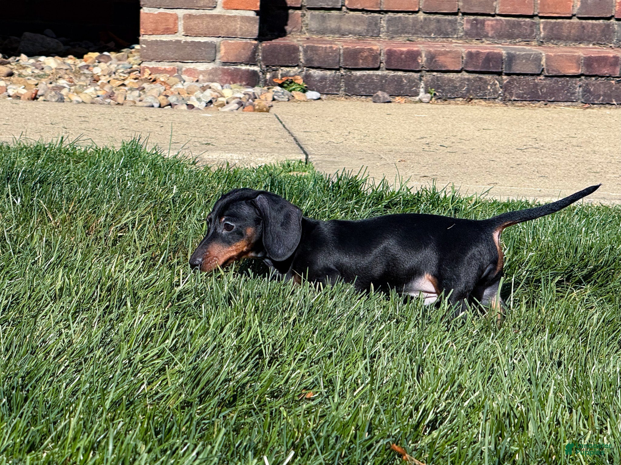 Miniature Dachshund dogs Gus - Ad 2