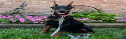 Doberman Pinscher dogs for sale: Zelda - Ad 3