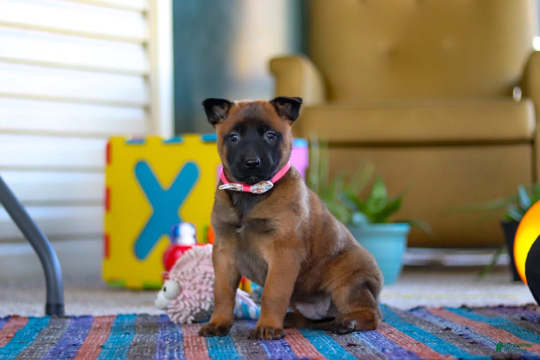 Belgian Malinois dogs for sale: Ginger - Ad 3