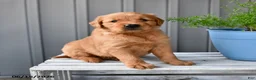 Golden Retriever dogs for sale: Honey - Ad 1