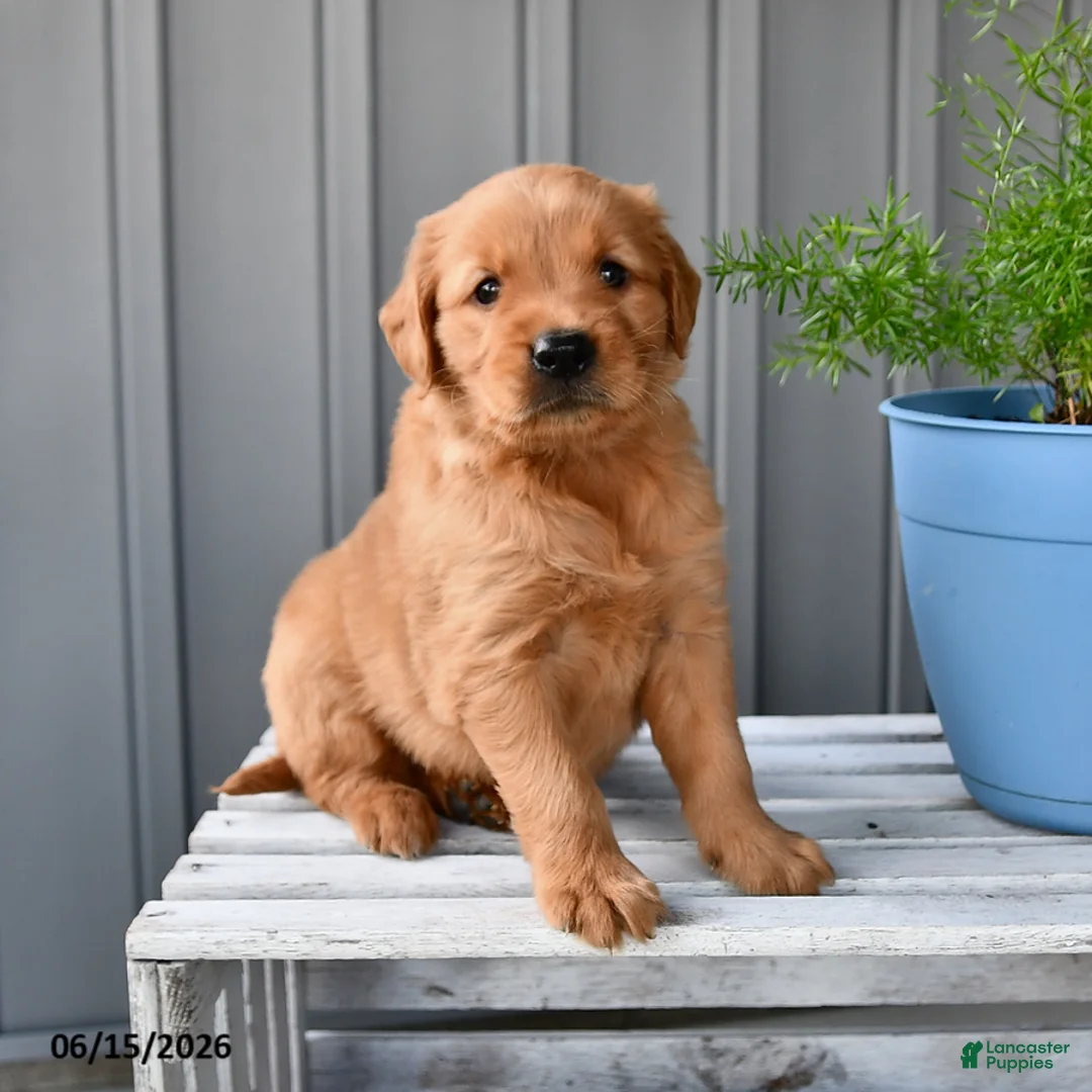 Golden Retriever dogs for sale: Honey - Ad 1