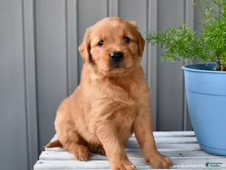 Golden Retriever dogs for sale: Honey - Ad 1