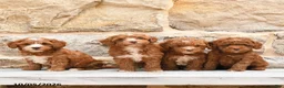 Cockapoo dogs for sale: Romeo - Ad 5