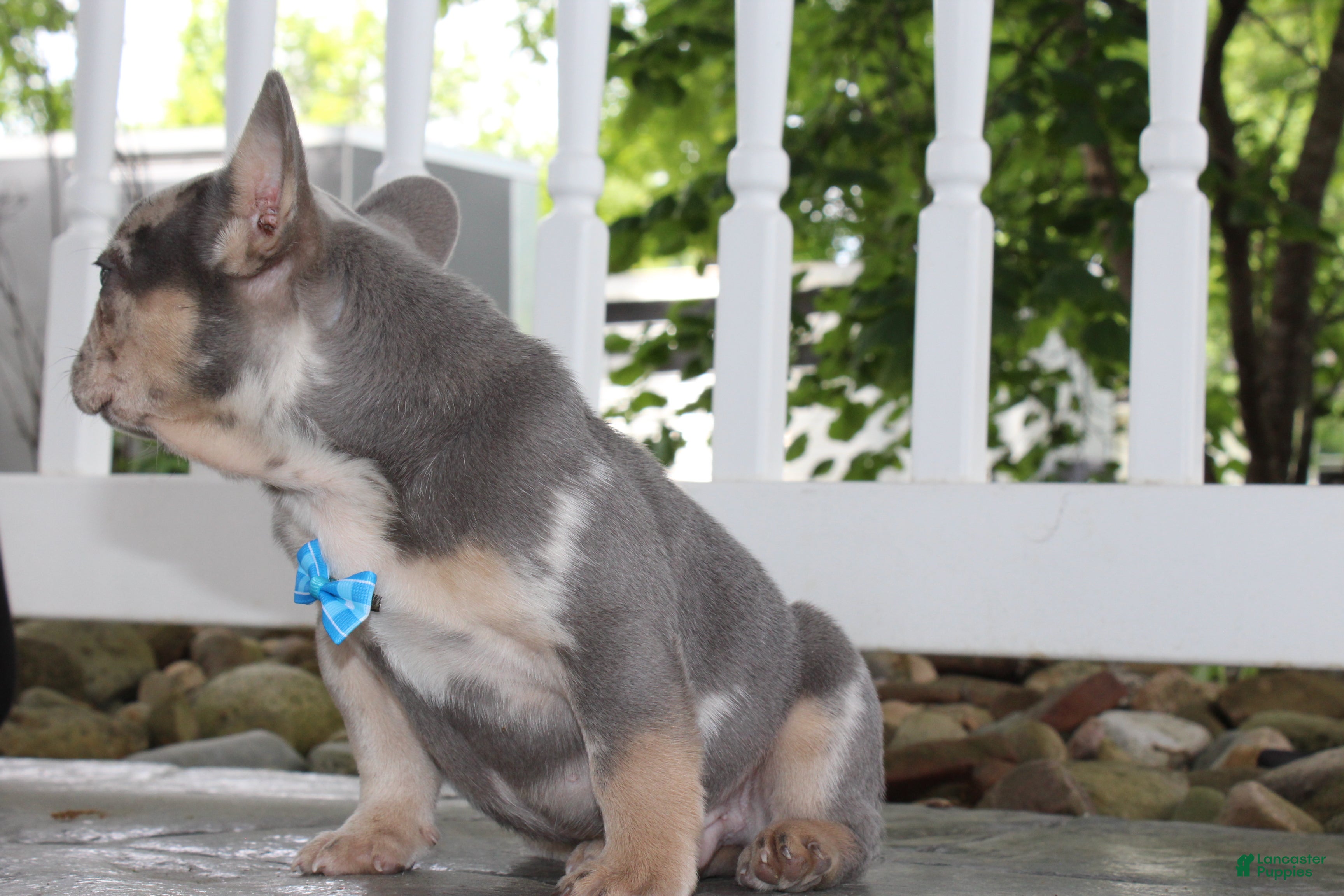 French Bulldog dogs for sale: AKC Hank - Ad 3