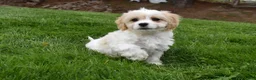 Cavachon dogs for sale: Brutus - Ad 4