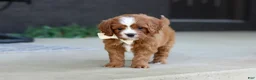 Cavapoo dogs for sale: Mickey - Ad 6