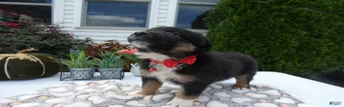 Mixed Breed 6 Macy