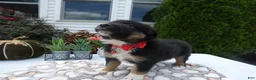 Mixed Breed dogs for sale: Mixed Breed 6 Macy - Ad 1