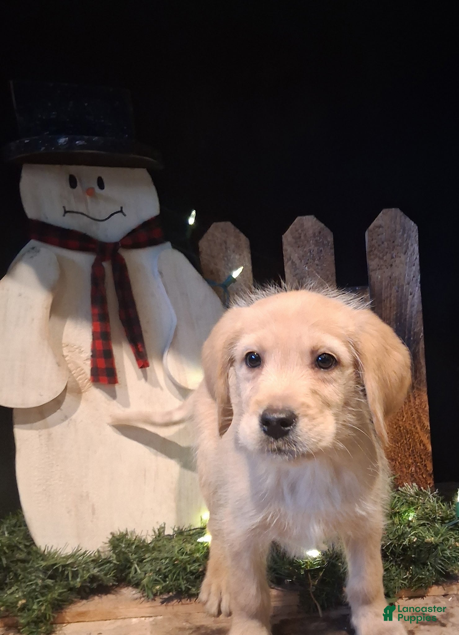 Labradoodle dogs Labradoodle Puppy 2 - Ad 39