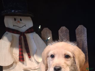 Labradoodle dogs Labradoodle Puppy 2 - Ad 39