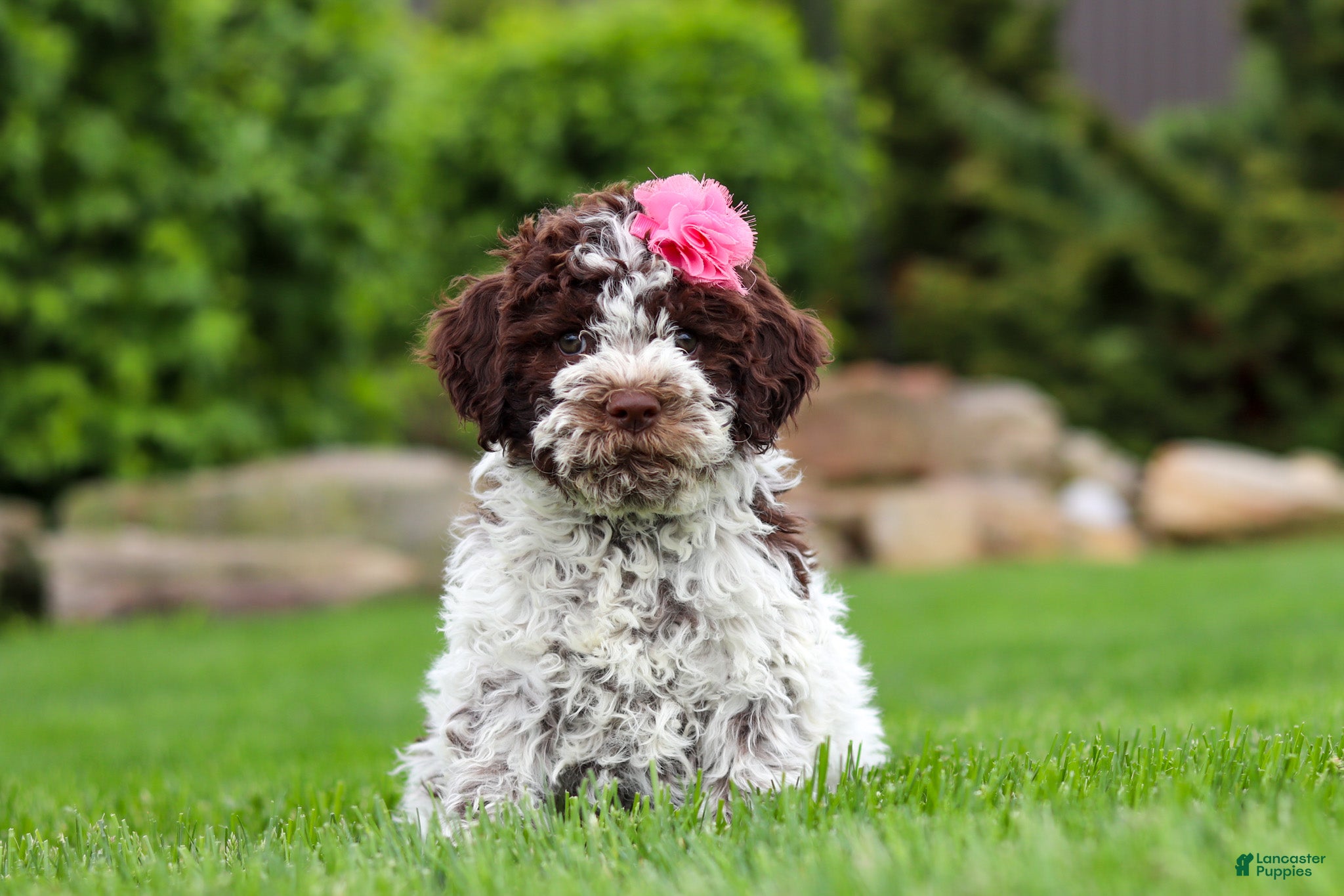 Lagotto Romagnolo dogs Penny - Ad 1