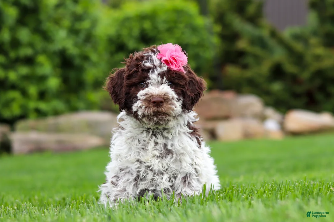 Lagotto Romagnolo dogs for sale: Penny - Ad 1