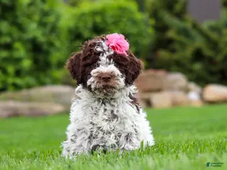 Lagotto Romagnolo dogs for sale: Penny - Ad 3