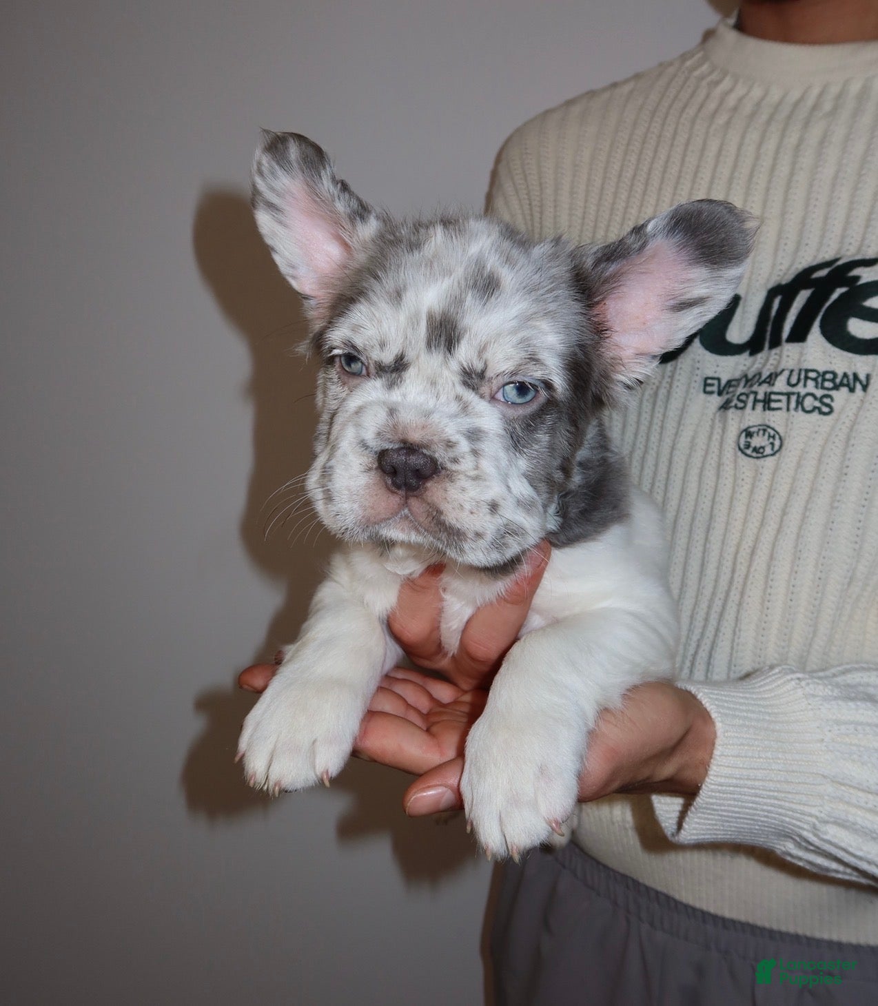 French Bulldog dogs for sale: Milo the fluffy  - Ad 3