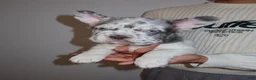 French Bulldog dogs for sale: Milo the fluffy  - Ad 1