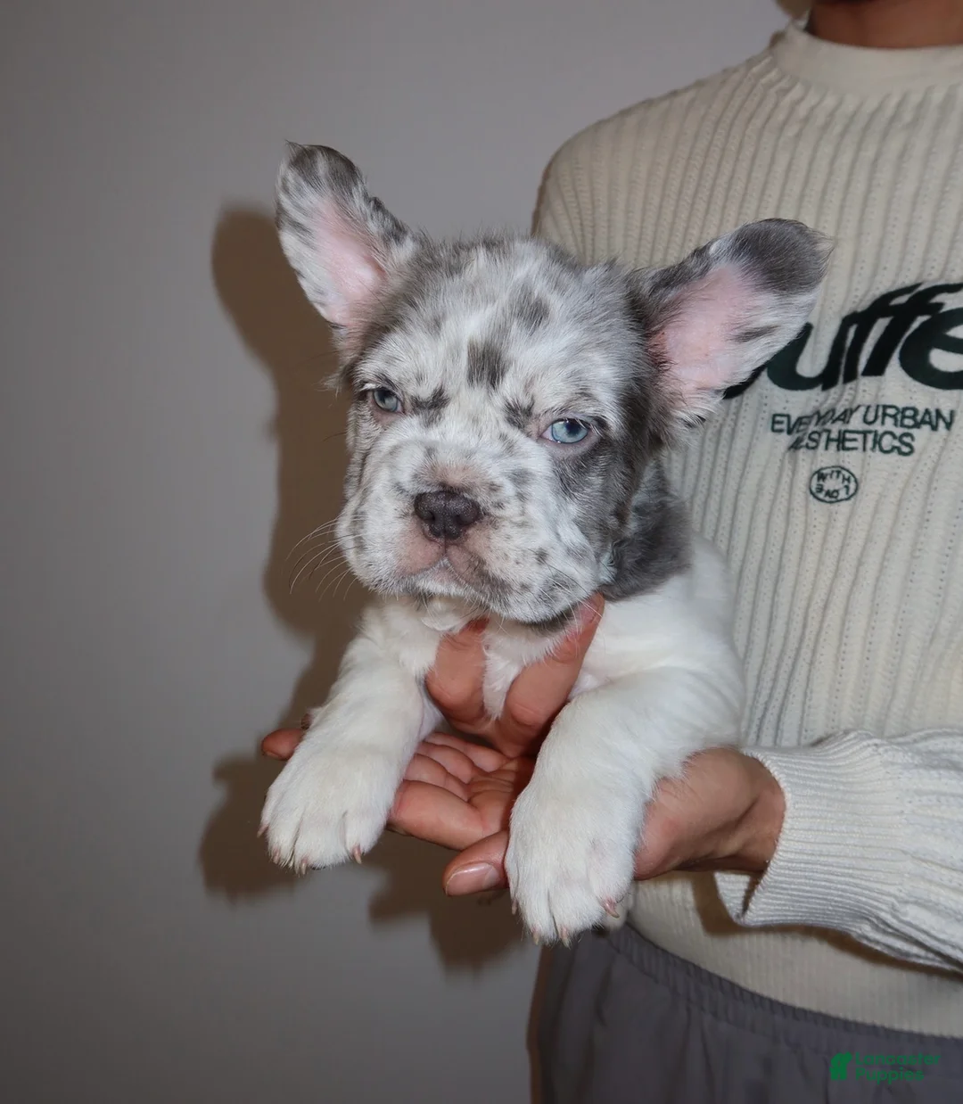 French Bulldog dogs for sale: Milo the fluffy  - Ad 1