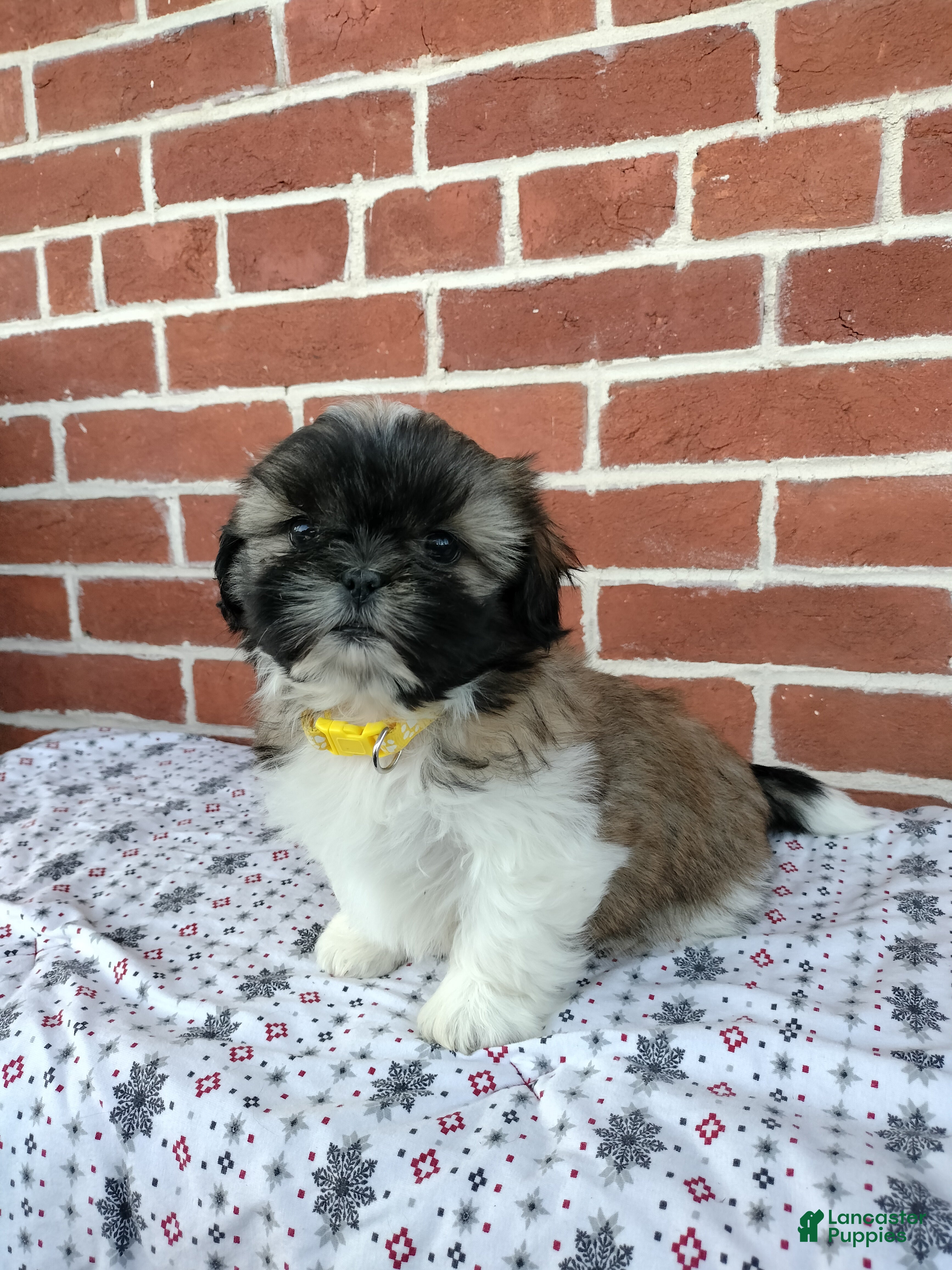 Shih Tzu dogs Daisy  - Ad 2