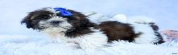Shih Tzu dogs for sale: RANDY - Ad 4