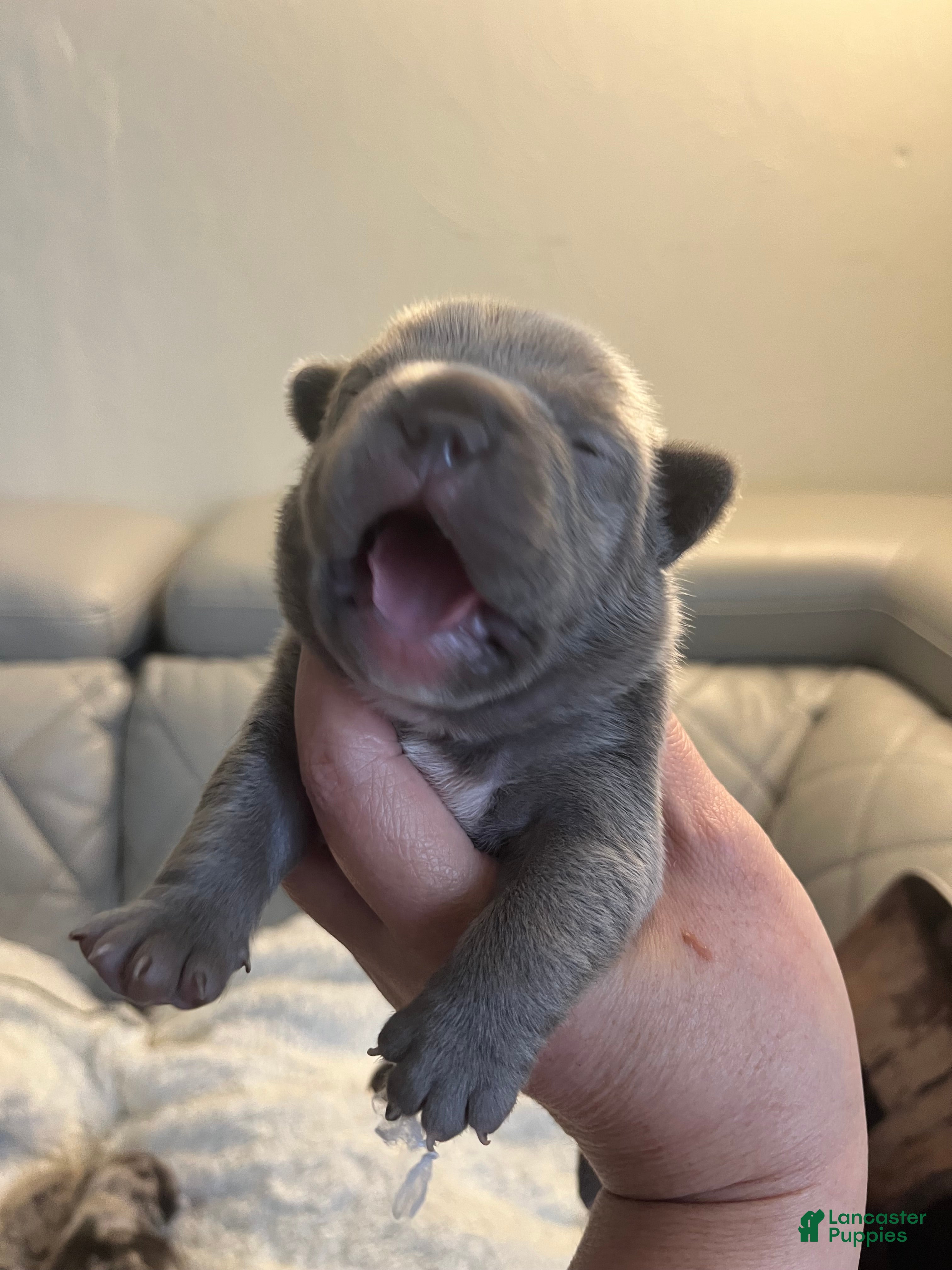 French Bulldog dogs French Bulldog 6 - Ad 13