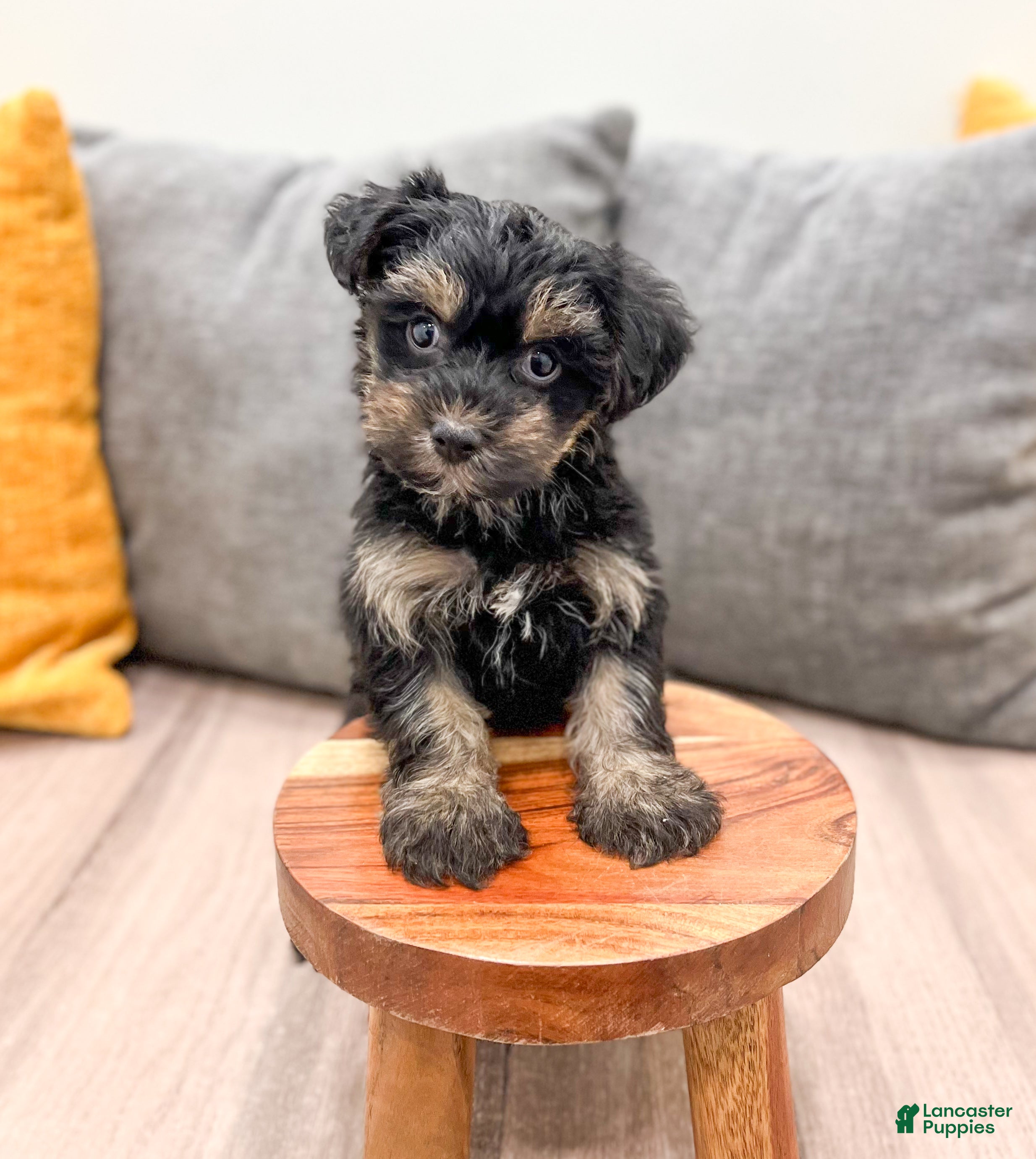 Yorkiepoo dogs Riley - Ad 7