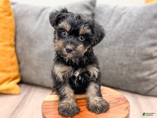 Yorkiepoo dogs Riley - Ad 7