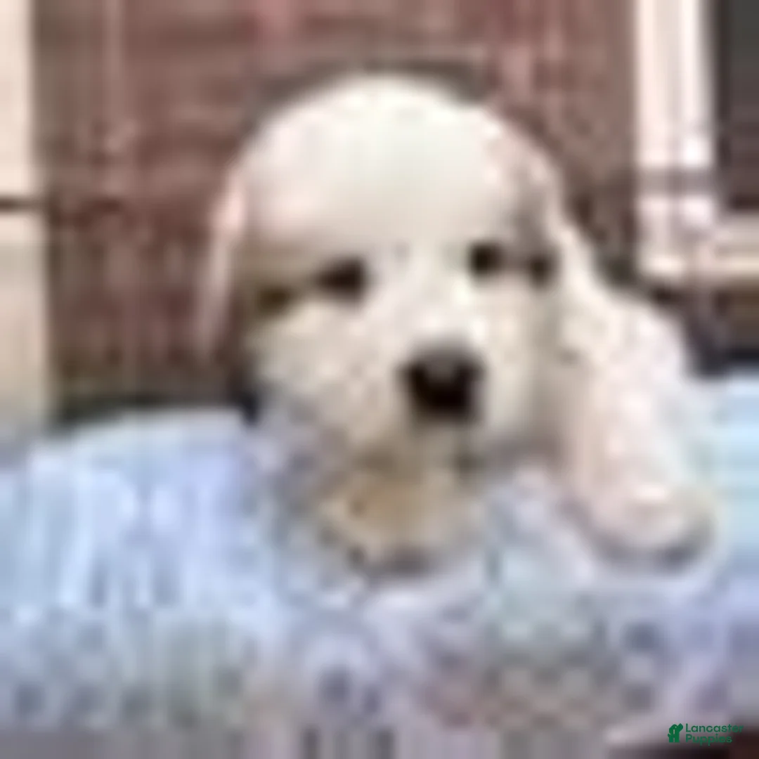 Great Pyrenees dogs for sale: Great Pyrenees 6 - Ad 1